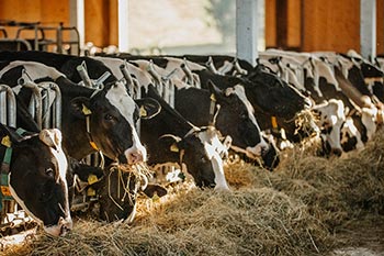 Unsere Kühe im Stall